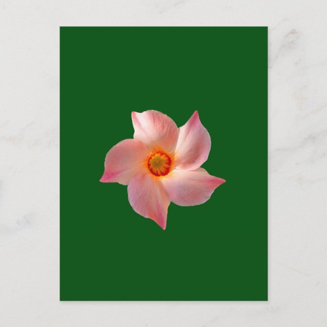 Rosa Blumenkunst Postkarte (Vorderseite)