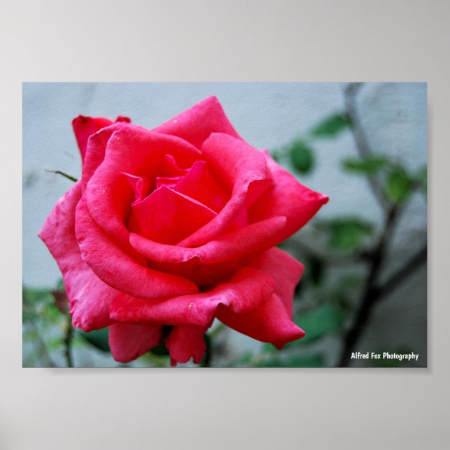 Rosa Blumenporträt in Pink Poster (Vorne)