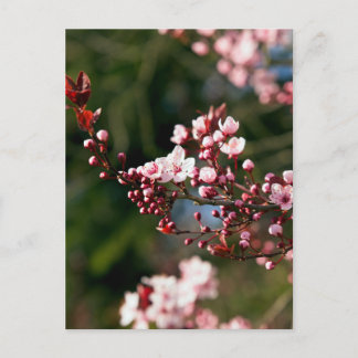 Rosa Blüte im warmen Sommerlicht Postkarte