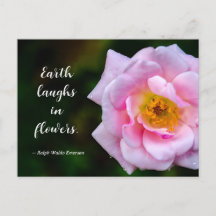 Rosa Blüte mit Tautropfen Naturfotografie