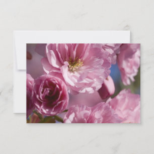 Rosa Blüten