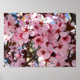 Rosa Blüten auf einem Zierblütenbaum Poster