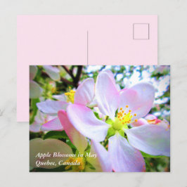 Rosa Blüten aus weißem Apfel im Mai Kanada Postkar Postkarte