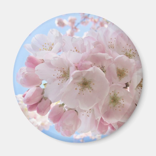 Rosa Blüten blauer Himmel. Magnet (Vorne)