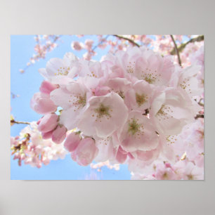 Rosa Blüten blauer Himmel. Poster
