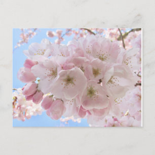 Rosa Blüten blauer Himmel. Postkarte