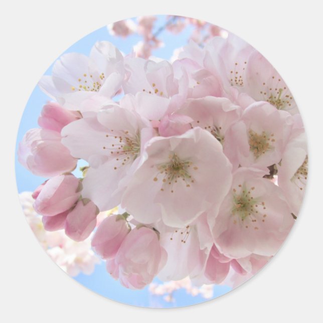 Rosa Blüten blauer Himmel. Runder Aufkleber (Vorderseite)