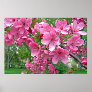 Rosa Blüten drucken Poster