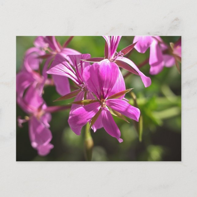 Rosa Blüten eines Efeu-blättrigen Geraniums Postkarte (Vorderseite)