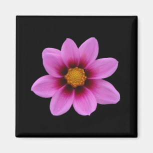 Rosa Blüten-Magnet Magnet