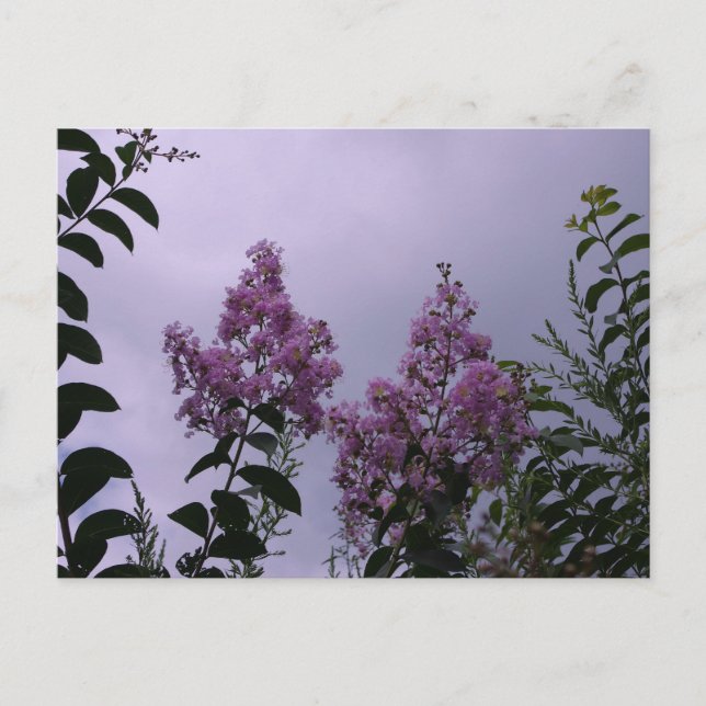 Rosa Blüten Postkarte (Vorderseite)