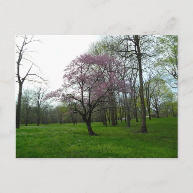 Rosa Blüten Postkarte (Vorderseite)