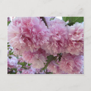 Rosa Blüten Postkarte