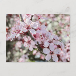 Rosa Blüten roten Stiele. Postkarte