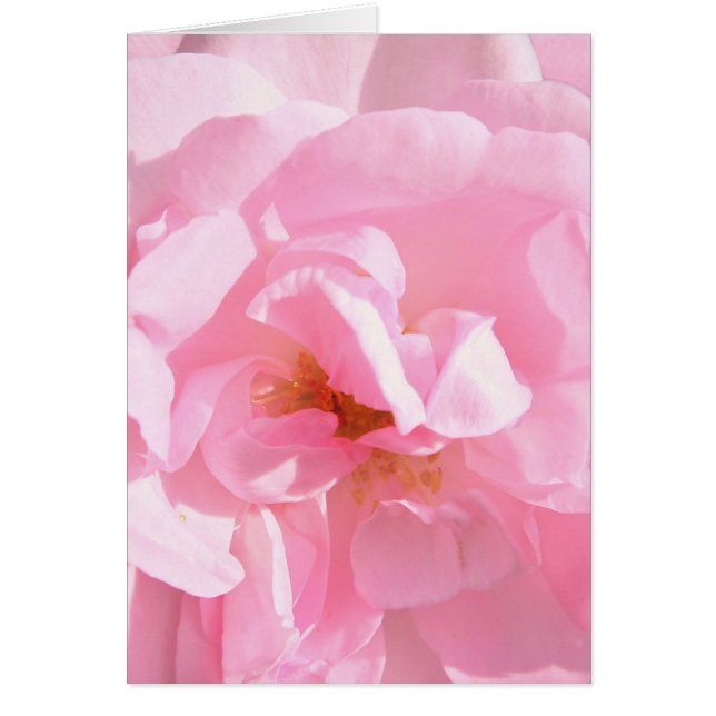 Rosa Blütenblätter (Vorne)