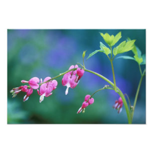 Rosa blutende Herzen im Garten. Gutschrift wie: Fotodruck