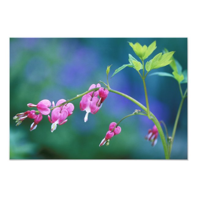 Rosa blutende Herzen im Garten. Gutschrift wie: Fotodruck (Vorne)