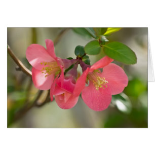Rosa Blütenglühen