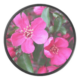 Rosa Blütenkrabapfel Eishockey Puck
