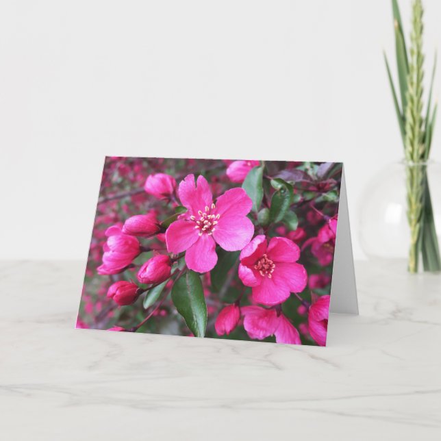 Rosa Blütenkrabapfel Karte (Vorderseite)