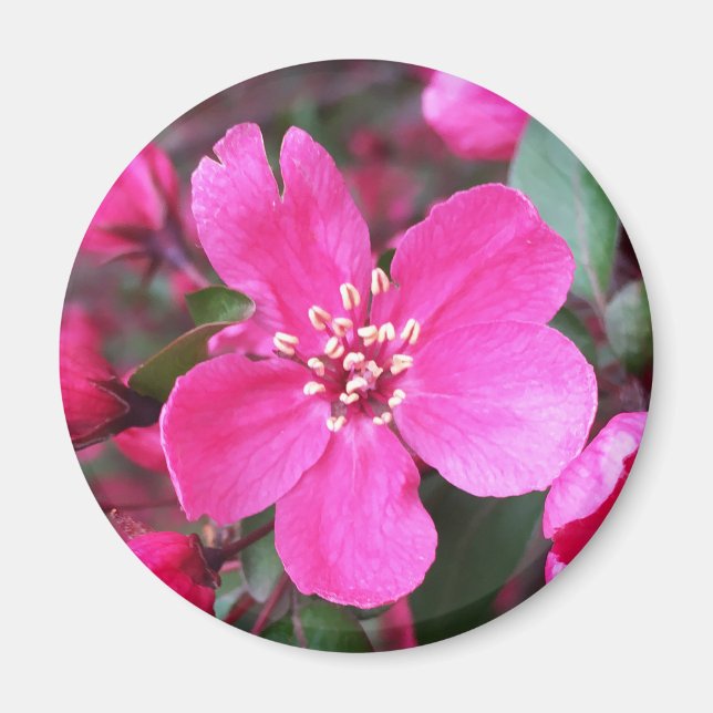 Rosa Blütenkrabapfel Magnet (Vorne)