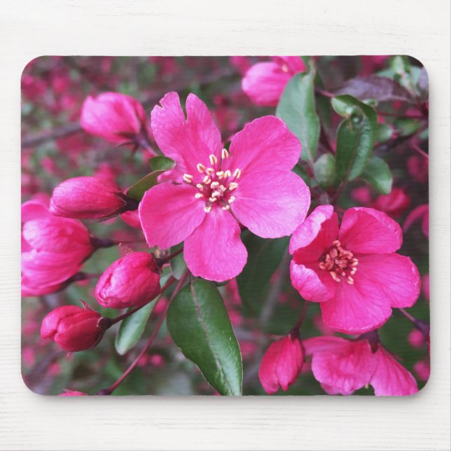 Rosa Blütenkrabapfel Mousepad (Vorne)