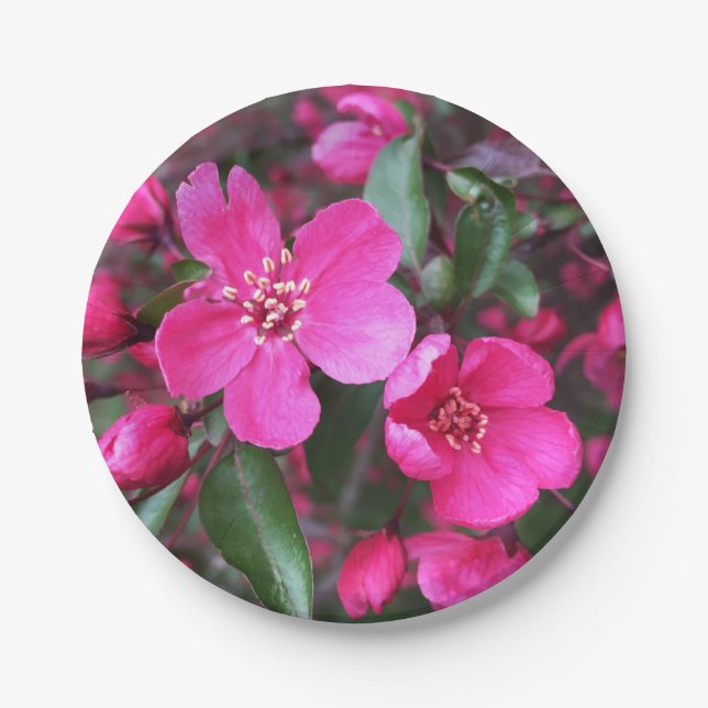 Rosa Blütenkrabapfel Pappteller (Vorderseite)