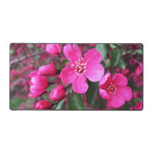 Rosa Blütenkrabapfel