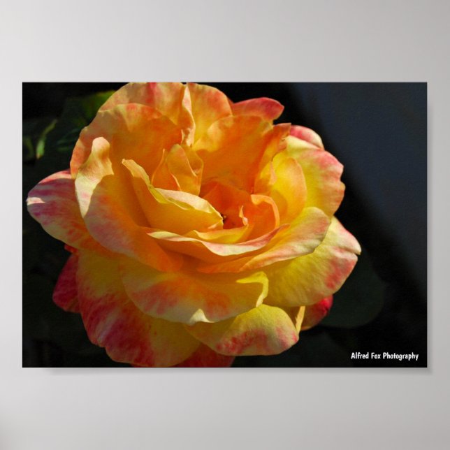 Rosa Blütenrosa Pink und Gelb Poster (Vorne)