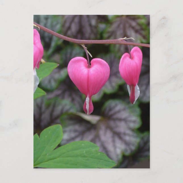 Rosa Blutungen Herz Postkarte (Vorderseite)