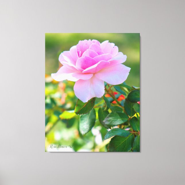 Rosa Bonica '82 Leinwanddruck (Vorderseite)