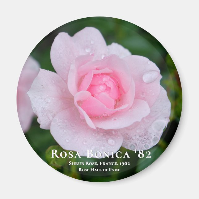 Rosa Bonica '82 Magnet (Vorne)
