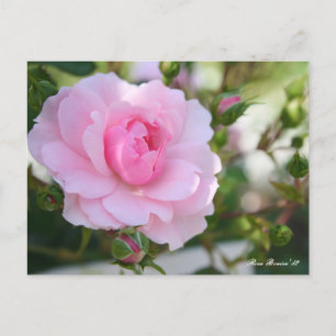 Rosa Bonica '82:Postcard Postkarte