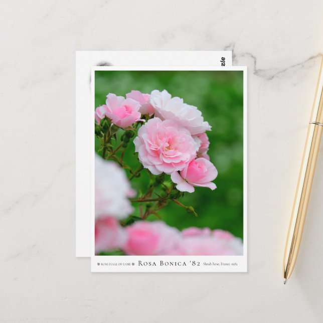 Rosa Bonica '82 Postkarte (Vorderseite/Rückseite Beispiel)