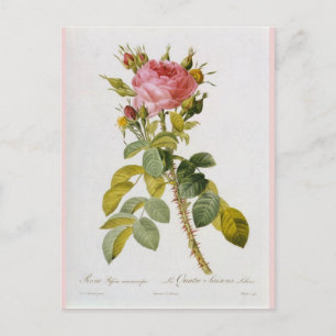 Rosa-Botanikdruck Rosa Bifera von Redoute Postkarte