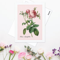 Rosa-Botanische Redoute