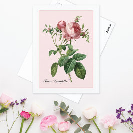 Rosa-Botanische Redoute Postkarte