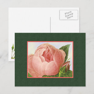 Rosa Botanische Rose Leere Kunst Postkarte