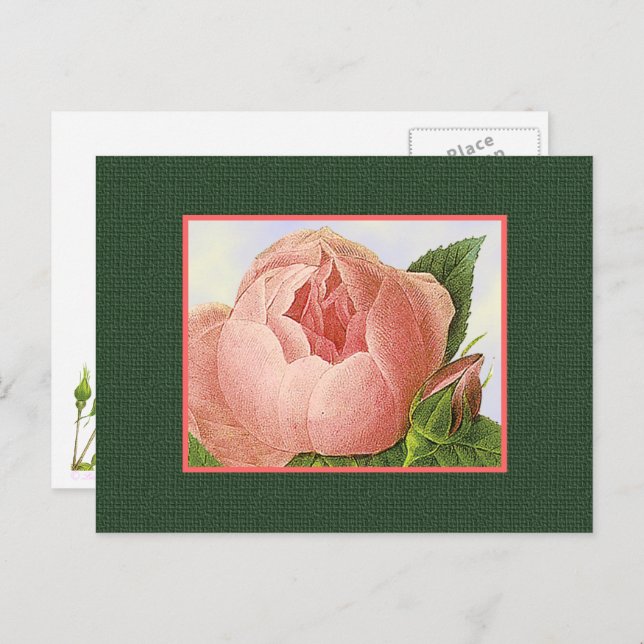 Rosa Botanische Rose Leere Kunst Postkarte (Vorne/Hinten)