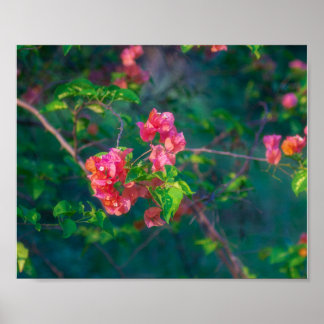 Rosa Bougainvillea-Blumen-Fotografie-Wandkunst Pos Poster