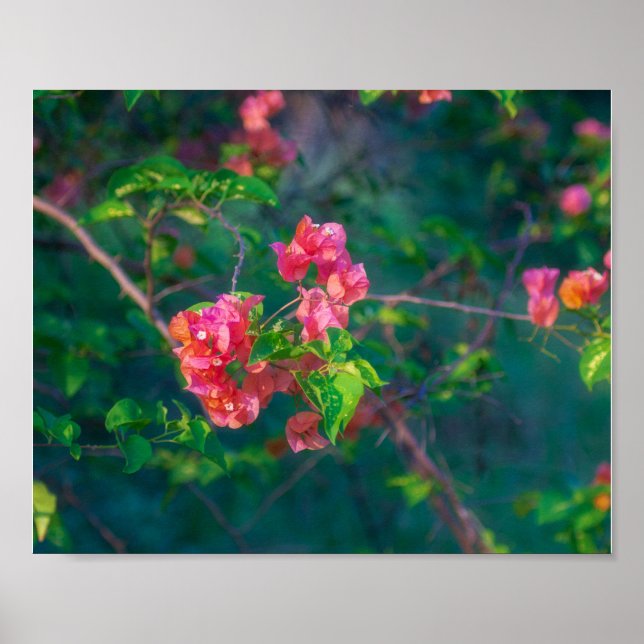 Rosa Bougainvillea-Blumen-Fotografie-Wandkunst Pos Poster (Vorne)