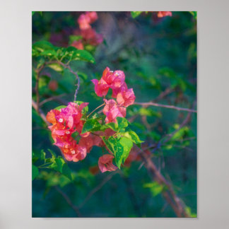 Rosa Bougainvillea-Blumen-Fotografie-Wandkunst Pos Poster