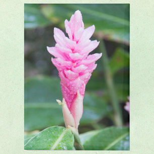 Rosa brasilianische Orchidee Magnet