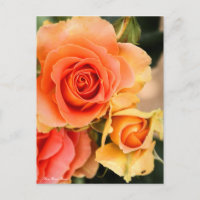 Rosa Brass Band: Postkarte