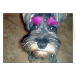 Rosa braun - Miniatur Schnauzer
