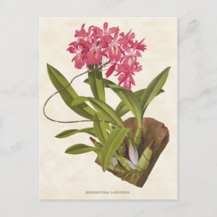 Rosa Broughtonia-Orchidee Vintage-Botanik Postkarte