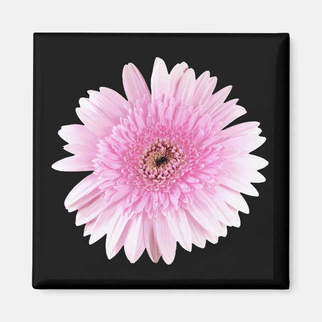 Rosa Burst Magnet (Vorne)