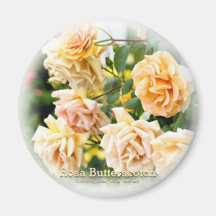 Rosa Butterscotch Magnet