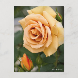 Rosa Butterscotch:Postcard Postkarte