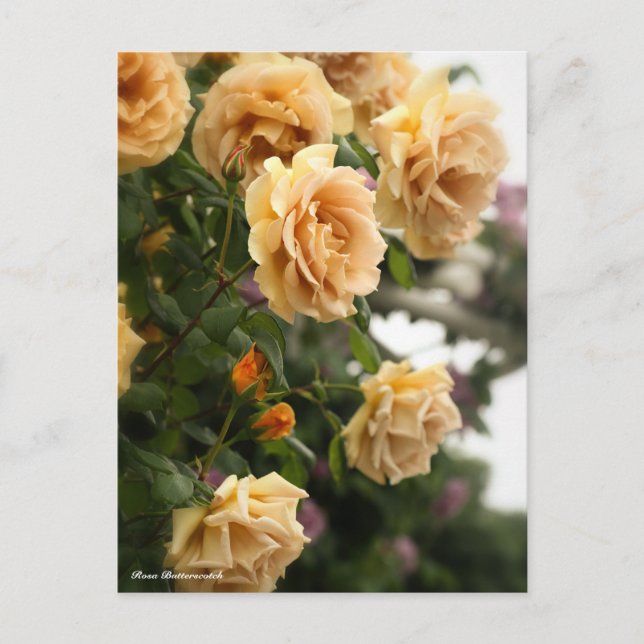 Rosa Butterscotch Postkarte (Vorderseite)